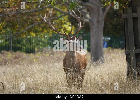 UK Wetter: Sonnenschein und Duschen im Hampton Court. Bushy Park, Hampton Court. August 2020. Heute ist das Wetter im Südosten unruhig. Red Deer im Bushy Park in Hampton Court. Kredit: Jamesjagger/StockimoNews/Alamy Live Nachrichten Stockfoto