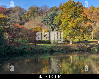 Godalming, Großbritannien. November 2020. UK Wetter: Herbstfarben in Godalming. Winkworth Arboretum, Godalming. November 2020. Sonnenschein in den Heimatkreisen. Herbstfarben im Winkworth Arboretum in Godalming, Surrey. Kredit: Jamesjagger/StockimoNews/Alamy Live Nachrichten Stockfoto