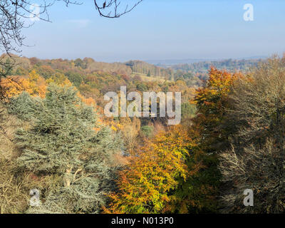 Godalming, Großbritannien. November 2020. UK Wetter: Herbstfarben in Godalming. Winkworth Arboretum, Godalming. November 2020. Sonnenschein in den Heimatkreisen. Herbstfarben im Winkworth Arboretum in Godalming, Surrey. Kredit: Jamesjagger/StockimoNews/Alamy Live Nachrichten Stockfoto