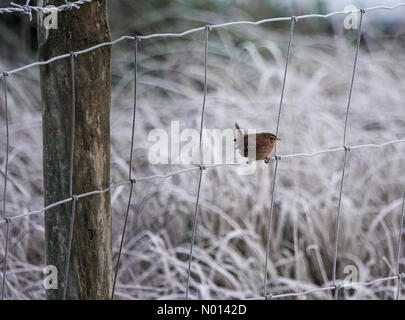 UK Wetter: Frostig in Godalming. Tuesley Farm, Godalming. Dezember 2020. Eine kalte Nacht in den Heimatkreisen. Ein Zaunkönig, der über einem frostigen Feld in Godalming in Surrey thront. Kredit: Jamesjagger/StockimoNews/Alamy Live Nachrichten Stockfoto