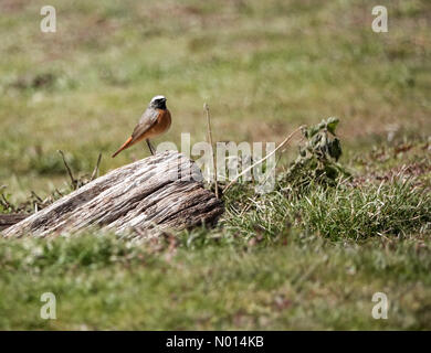 Thursley Common, Elstead. April 2021. Sonnige Intervalle in den Heimatkreisen heute. Ein gewöhnlicher Rottanz auf dem Thursley Common in Elstead, Surrey. Kredit: Jamesjagger/StockimoNews/Alamy Live Nachrichten Stockfoto