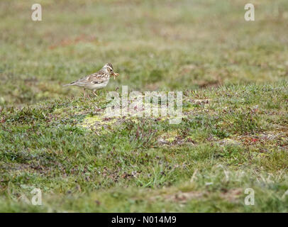 Thursley Common, Elstead. April 2021. Sonnige Intervalle in den Heimatkreisen heute Morgen. Eine Waldlerche bei Thursley Common in Elstead, Surrey. Kredit: Jamesjagger/StockimoNews/Alamy Live Nachrichten Stockfoto