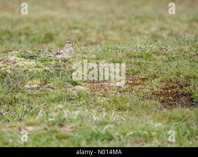 Thursley Common, Elstead. April 2021. Sonnige Intervalle in den Heimatkreisen heute Morgen. Eine Waldlerche bei Thursley Common in Elstead, Surrey. Kredit: Jamesjagger/StockimoNews/Alamy Live Nachrichten Stockfoto