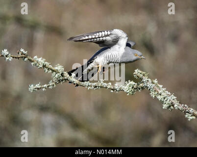 Thursley Common, Elstead. April 2021. Sonnige Intervalle in den Heimatkreisen heute Morgen. Ein Kuckuck im Flug über Thursley Common in Elstead, Surrey. Kredit: Jamesjagger/StockimoNews/Alamy Live Nachrichten Stockfoto