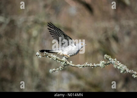 Thursley Common, Elstead. April 2021. Sonnige Intervalle in den Heimatkreisen heute Morgen. Ein Kuckuck im Flug über Thursley Common in Elstead, Surrey. Kredit: Jamesjagger/StockimoNews/Alamy Live Nachrichten Stockfoto