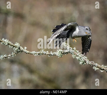 Thursley Common, Elstead. April 2021. Sonnige Intervalle in den Heimatkreisen heute Morgen. Ein Kuckuck im Flug über Thursley Common in Elstead, Surrey. Kredit: Jamesjagger/StockimoNews/Alamy Live Nachrichten Stockfoto