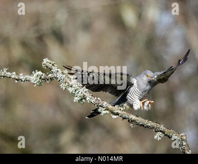 Thursley Common, Elstead. April 2021. Sonnige Intervalle in den Heimatkreisen heute Morgen. Ein Kuckuck im Flug über Thursley Common in Elstead, Surrey. Kredit: Jamesjagger/StockimoNews/Alamy Live Nachrichten Stockfoto