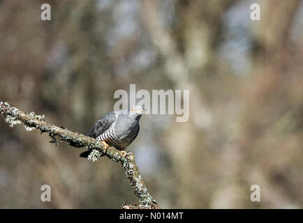 Thursley Common, Elstead. April 2021. Sonnige Intervalle in den Heimatkreisen heute Morgen. Ein Kuckuck über dem Thursley Common in Elstead, Surrey. Kredit: Jamesjagger/StockimoNews/Alamy Live Nachrichten Stockfoto