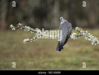 Thursley Common, Elstead. April 2021. Sonnige Intervalle in den Heimatkreisen heute Morgen. Ein Kuckuck über dem Thursley Common in Elstead, Surrey. Kredit: Jamesjagger/StockimoNews/Alamy Live Nachrichten Stockfoto