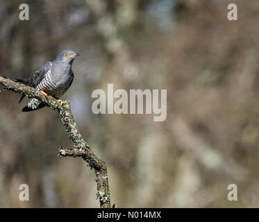 Thursley Common, Elstead. April 2021. Sonnige Intervalle in den Heimatkreisen heute Morgen. Ein Kuckuck im Flug über Thursley Common in Elstead, Surrey. Kredit: Jamesjagger/StockimoNews/Alamy Live Nachrichten Stockfoto