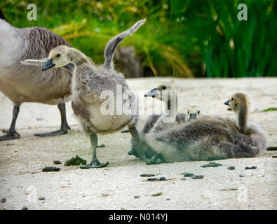 UK Wetter: Sonnige Intervalle in Godalming. Portsmouth Road, Godalming. Mai 2021. Sonnige Intervalle in den Heimatkreisen heute Morgen. Kanadische Gänse auf der Secretts Farm in Godalming in Surrey. Kredit: Jamesjagger/StockimoNews/Alamy Live Nachrichten Stockfoto