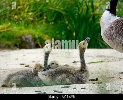 UK Wetter: Sonnige Intervalle in Godalming. Portsmouth Road, Godalming. Mai 2021. Sonnige Intervalle in den Heimatkreisen heute Morgen. Kanadische Gänse auf der Secretts Farm in Godalming in Surrey. Kredit: Jamesjagger/StockimoNews/Alamy Live Nachrichten Stockfoto