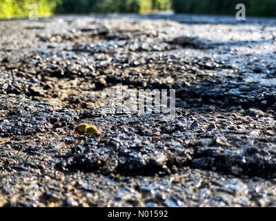 Doddiscombsleigh, Devon, Großbritannien. Juli 2021. UK Wetter: Backtemperaturen schmelzen Teerstraßen an einem weiteren rösten heißen Tag an der Spitze der Tick Lane in der Nähe von Doddiscombsleigh bei Devon. Juli 2021. Kredit: Nidpor Gutschrift: Nidpor/StockimoNews/Alamy Live Nachrichten Stockfoto