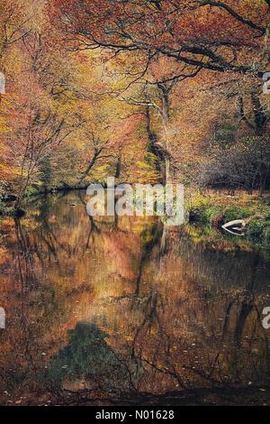 UK Wetter: Ruhige lebhafte Herbstreflexionen auf dem Fluss Teign. Teign Valley, bei Fingle Bridge, Devon, Großbritannien. November 2021. Kredit: Nidpor/ Alamy Live Nachrichten Gutschrift: Nidpor/StockimoNews/Alamy Live Nachrichten Stockfoto