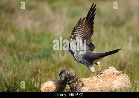 UK Wetter: Sonnig in Thursley. Thursley Common, Thursley. 24.. April 2022. Schönes sonniges Wetter in den Heimatkreisen heute Morgen. Colin der Kuckuck bei Thursley Common in der Nähe von Godalming, Surrey. Kredit: Jamesjagger/StockimoNews/Alamy Live Nachrichten Stockfoto