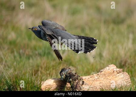 UK Wetter: Sonnig in Thursley. Thursley Common, Thursley. 24.. April 2022. Schönes sonniges Wetter in den Heimatkreisen heute Morgen. Colin der Kuckuck bei Thursley Common in der Nähe von Godalming, Surrey. Kredit: Jamesjagger/StockimoNews/Alamy Live Nachrichten Stockfoto