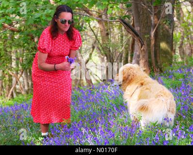 UK Wetter: Warmer, dunstiger Morgen in den Bluebells in der Nähe von Dunsford, Devon, UK. 30.. April 2022. Im Bild Raich Keene und Raphael The Retriever Credit nidpor/ Alamy Live News Stockfoto