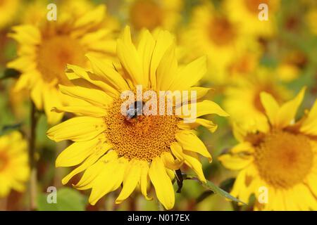 Biene auf einer Sonnenblume in Moretonhampstead, Devon, Großbritannien. 19. August 2022. Credit nidpor/ Alamy Live News Credit: Nidpor/StockimoNews/Alamy Live News Credit: Nidpor/StockimoNews/Alamy Live News Stockfoto