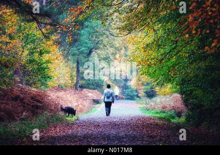 UK Wetter: Herbstfarben für Hundewanderer im Haldon Forest in der Nähe von Exeter, Devon, Großbritannien. 10. November 2022. Credit nidpor/ Alamy Live News Credit: Nidpor/StockimoNews/Alamy Live News Stockfoto