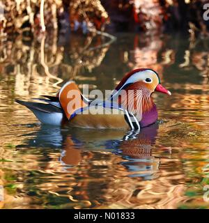 Devon, Großbritannien. 3. Februar 2023 Im Stover Country Park, Newton Abbot, Devon, Großbritannien, sonnt sich eine wunderschöne Mandarin-Ente in den frühen Morgenfarben. Kredit: Nidpor/StockimoNews/Alamy Live News Stockfoto