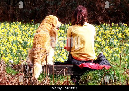 UK Weather: Genießen Sie den blühenden Teppich von wilden Narzissen in Dunsford Woods. Raich Keene und Raphael, der Retriever. Dunsford, Devon, Großbritannien. 24. März 2023. Credit nidpor/Alamy Live News Credit: Nidpor/StockimoNews/Alamy Live News Stockfoto