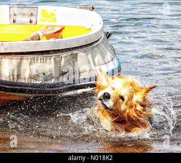 UK Weather: Spritzzeit für Raphael, den goldenen Retriever, am hinteren Strand von Teignmouth, Devon. 21. Juli 2023. Credit nidpor Credit: Nidpor/StockimoNews/Alamy Live News Stockfoto