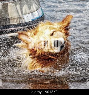 UK Weather: Spritzzeit für Raphael, den goldenen Retriever, am hinteren Strand von Teignmouth, Devon. 21. Juli 2023. Credit nidpor Credit: Nidpor/StockimoNews/Alamy Live News Stockfoto