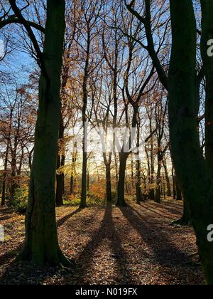 Wetter in Großbritannien: Sonniger Tag in Adlington, Lancashire. Herbstfarben und Teppich aus Blättern in kleinem Holz in Adlington bei Chorley Stockfoto