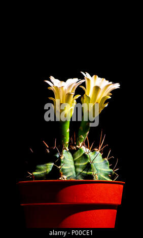 Schöne Kaktusblüte blomming auf schwarzem Hintergrund Stockfoto