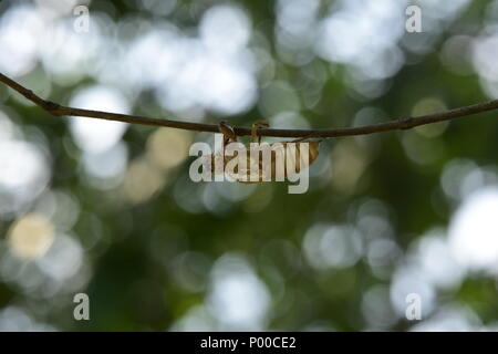 Zikade in die Wildnis der Natur Lebensraum als Hintergrund oder Tapeten. Zikade insekt Stick auf Baum im tropischen Regenwald Stockfoto