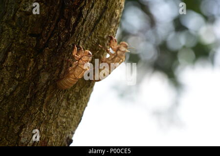 Zikade in die Wildnis der Natur Lebensraum als Hintergrund oder Tapeten. Zikade insekt Stick auf Baum im tropischen Regenwald Stockfoto