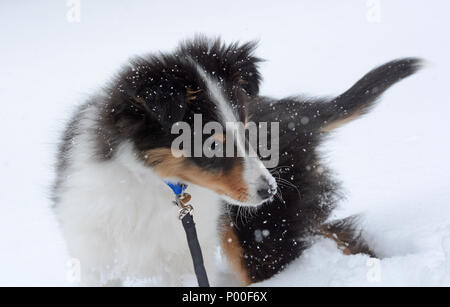 Eine junge Shetland Sheepdog (Sheltie) Welpen spielt im Schnee Stockfoto