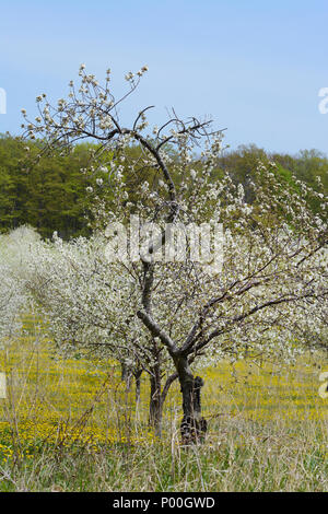 Eine verdrehte Kirschbaum blüht in einem Obstgarten in Michigan. Stockfoto