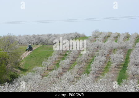 Horizontale Foto von einem Landwirt auf einem Traktor entlang der sanften Hügel die Kirschbäume in voller Blüte überdachte Driving. Stockfoto