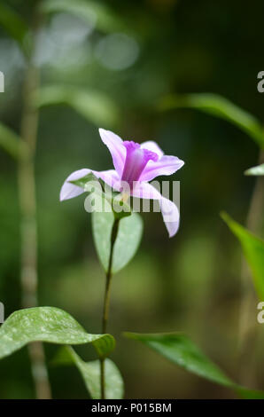 Wilde Orchidee Stockfoto