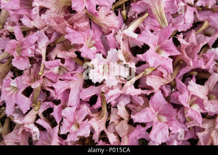 Rosa Blumen Teppich Stockfoto