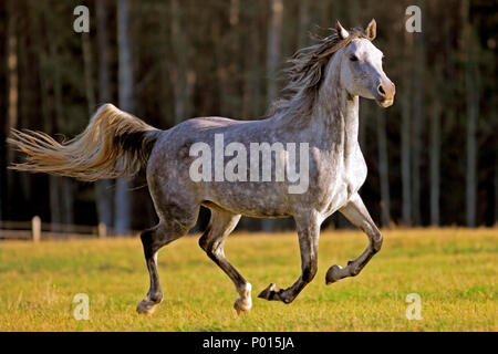 Schöne graue Dapple Arabian Mare galoppieren in der Wiese, am späten Nachmittag Sonnenlicht. Stockfoto