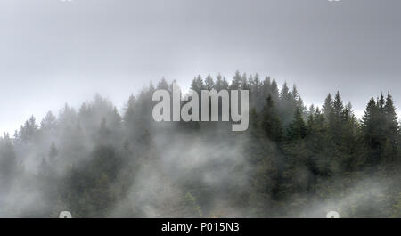 Bäume und Wald im Nebel und Dunst in den Hügeln der Schweiz Stockfoto