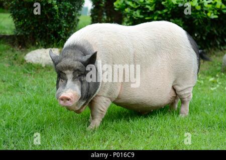 Thai Vietnamese Pot Belly pig in Thai Schweinefarm Stockfoto