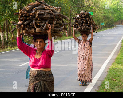 Indischer womans Durchführung Brennholz vorbei Corbett Jungle auf der Kaladhungi-Nainital Straße, Kaladhungi, Uttarakhand, Indien Stockfoto