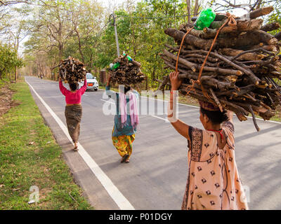 Indischer womans Durchführung Brennholz vorbei Corbett Jungle auf der Kaladhungi-Nainital Straße, Kaladhungi, Uttarakhand, Indien Stockfoto