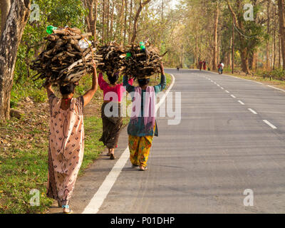 Indischer womans Durchführung Brennholz vorbei Corbett Jungle auf der Kaladhungi-Nainital Straße, Kaladhungi, Uttarakhand, Indien Stockfoto