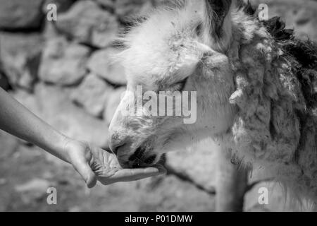 Alpaka Farm - Mizpe Ramon, Israel Stockfoto