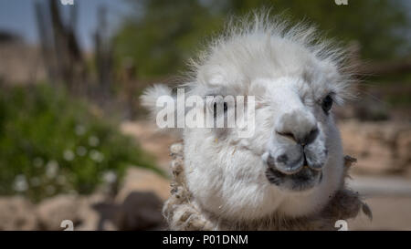 Alpaka Farm - Mizpe Ramon, Israel Stockfoto