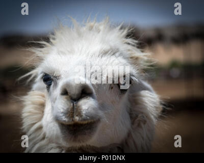 Alpaka Farm - Mizpe Ramon, Israel Stockfoto