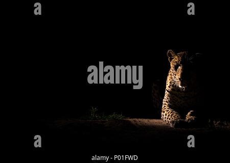 Seitenansicht eines Leopard ruht in der Nacht Stockfoto