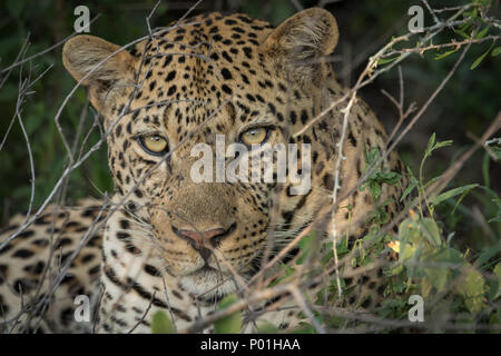 Nahaufnahme von einem riesigen männlichen Leopard. Stockfoto