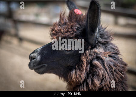 Alpaka Farm - Mizpe Ramon, Israel Stockfoto