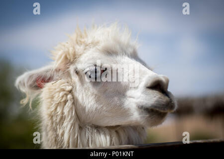 Alpaka Farm - Mizpe Ramon, Israel Stockfoto