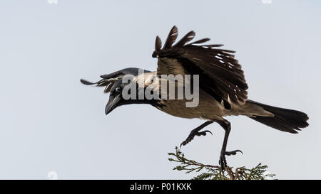 Graue Krähe Landung - Israel Stockfoto